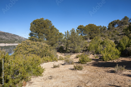 Mediterranean pine forest of Aleppo Pine. At the background, the Buendia Reservoir. Photo taken in Buendia, Cuenca, Spain.