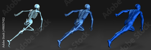 Human Anatomy with Visible Skeleton and Muscles