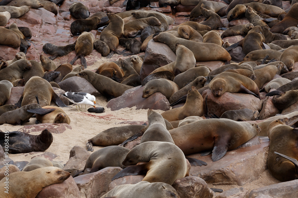 Fototapeta premium sea lions in Cape Cross, Namibia, wildlife