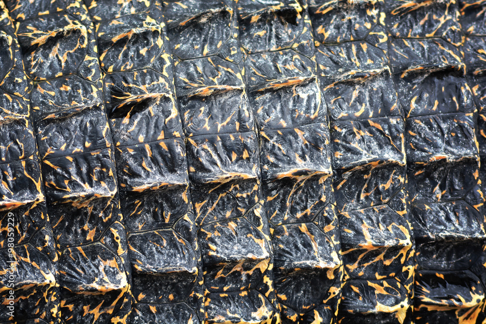 Fototapeta premium Skin of Crocodile, close up