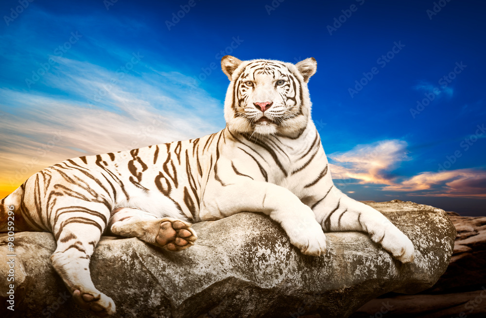 Obraz premium Biały Tygrys