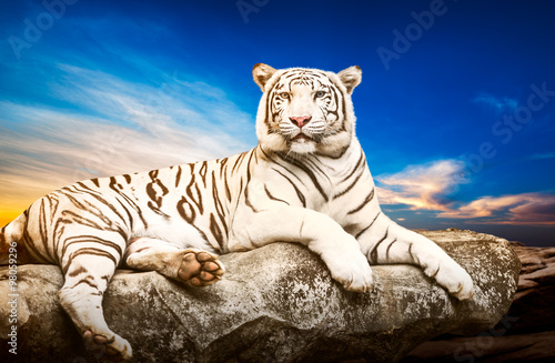 Obraz na płótnie White tiger