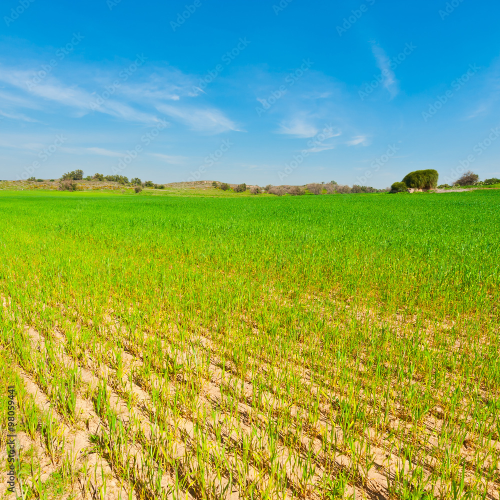 Wheat Field Wheat Field