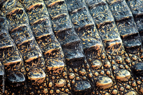 Skin of Crocodile, close up