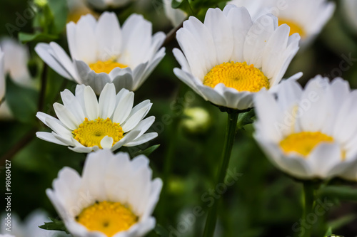 North Pole Flower