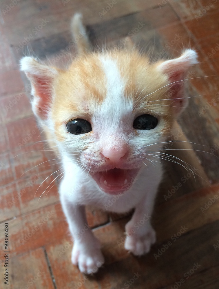 Kitten hungry Kitten hungry