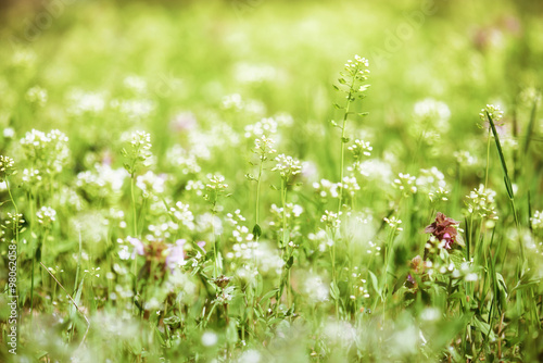 summer landscape, green meadow with flowers #98062058