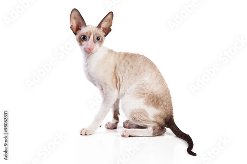 Fototapeta Naklejka Na Ścianę i Meble -  Cornish Rex kitten isolated on white background
