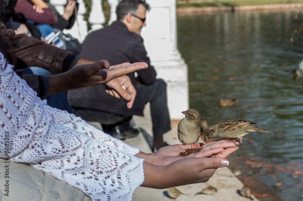birds eating out of hand