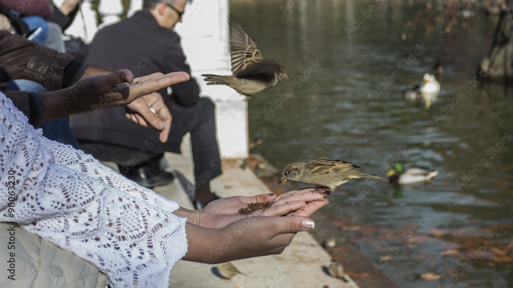 birds eating out of hand