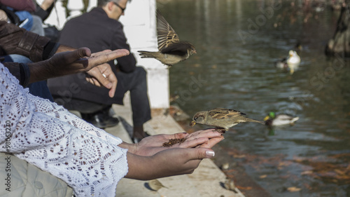 birds eating out of hand