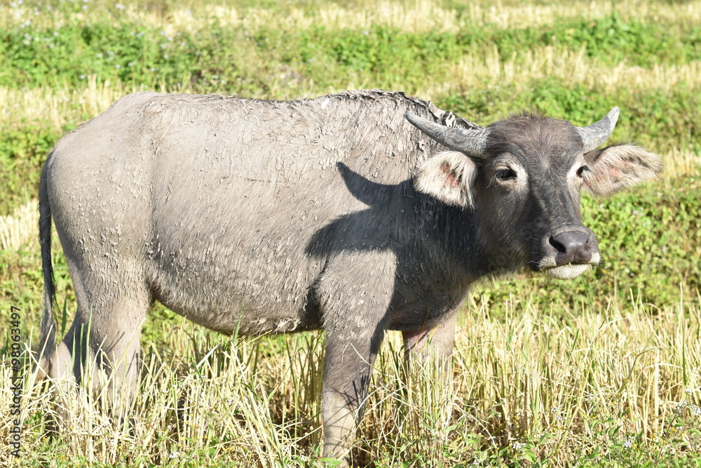 Buffalo in rice field Buffalo in rice field