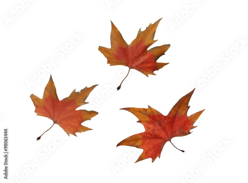 collage Autumn maple leaves isolated on white background © YURII Seleznov