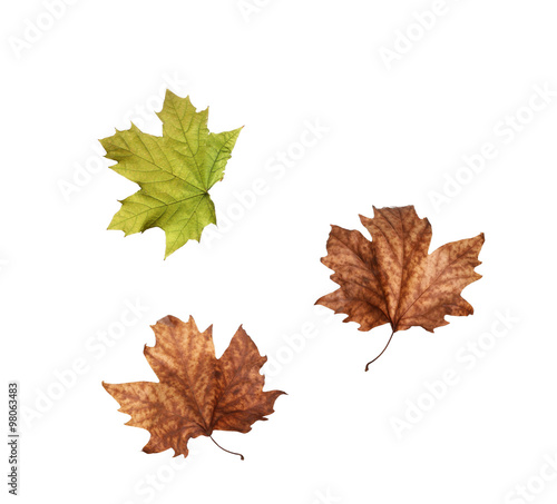 collage Autumn maple leaves isolated on white background