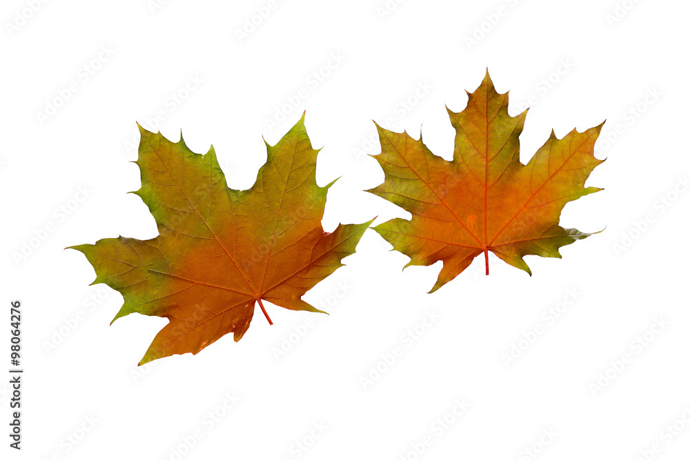 collage Autumn maple leaves isolated on white background collage Autumn maple leaves isolated on white background