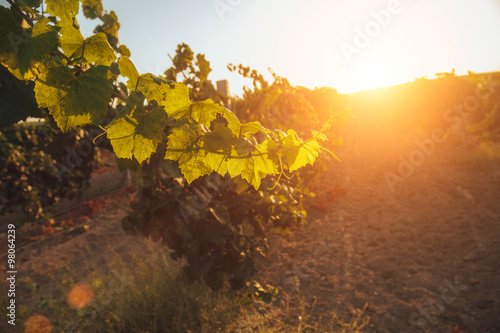 Vineyards at sunset in autumn harvest.