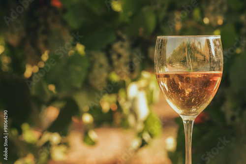 One glass of the white wine in autumn vineyard. on wooden table Harvest time, sundown on vineyard in autumn