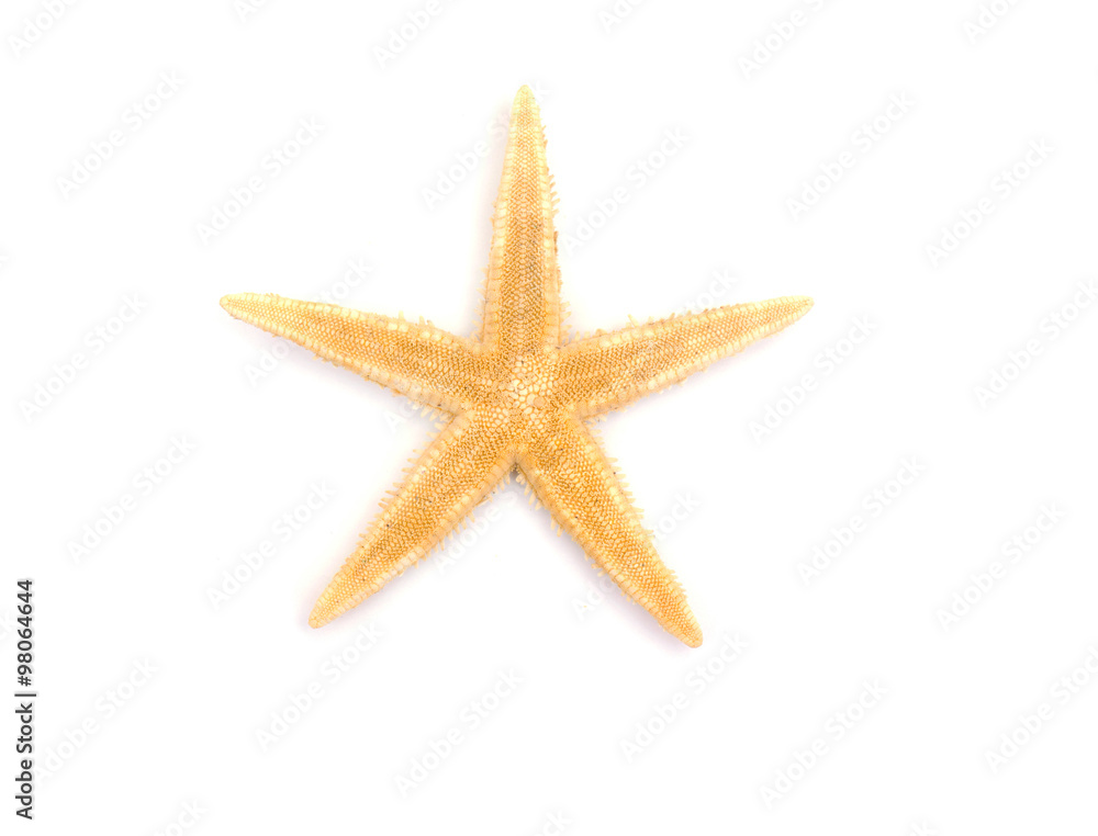 The caribbean starfish on a white background. The caribbean starfish on a white background.