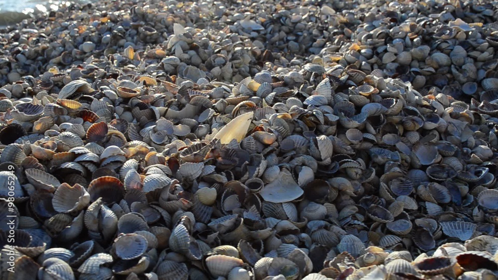 Wave and cockleshells Wave and cockleshells