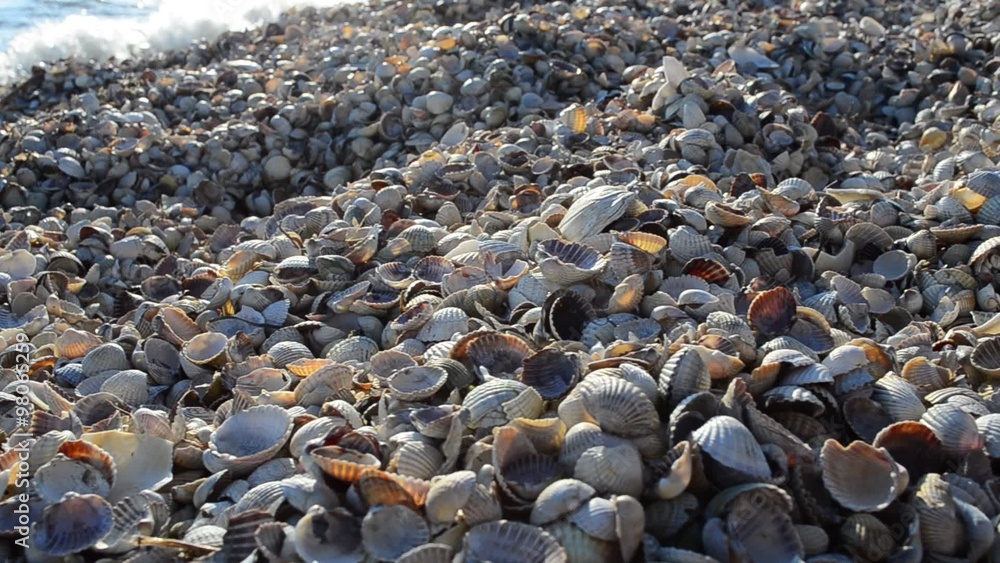 Wave and cockleshells Wave and cockleshells