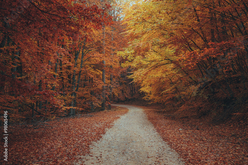 Beautiful autumn forest mountain path