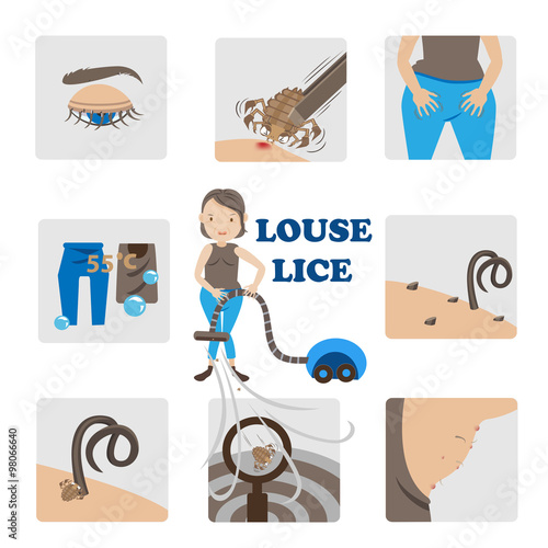 louse lice Adult crab lice Vector, illustration