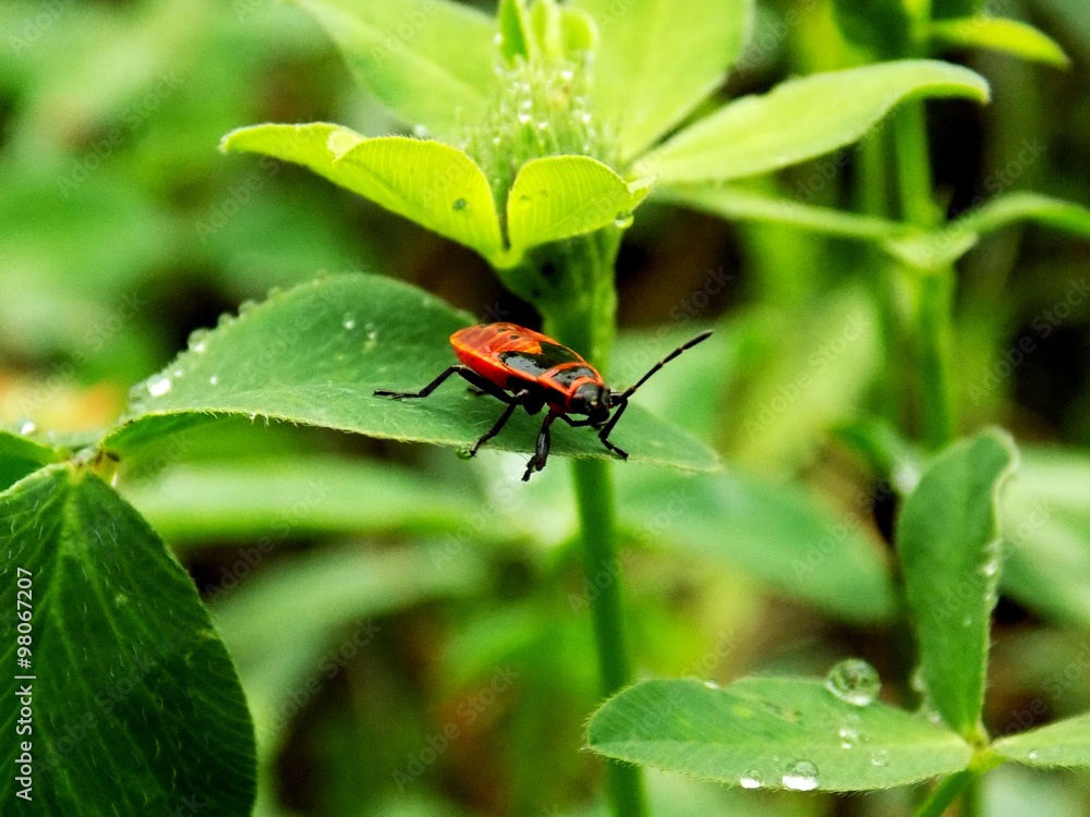Naklejka premium Bug on wet clover after rain