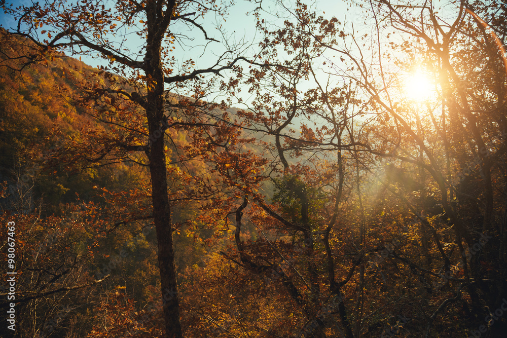 Fototapeta premium Collection of autumn forest. Autumn landscape