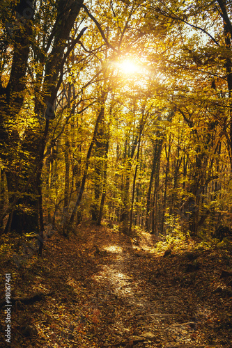 Collection of autumn forest. Autumn landscape © YURII Seleznov