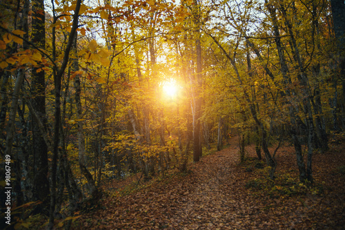 Collection of autumn forest. Autumn landscape