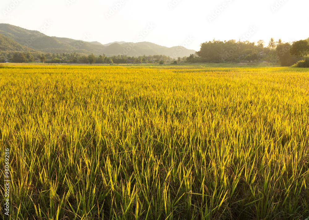 Goldrn rice field before harvested in cool season in thailand