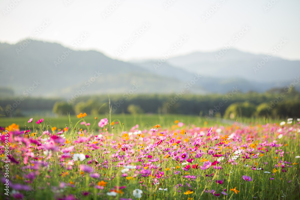 Cosmos flower fields