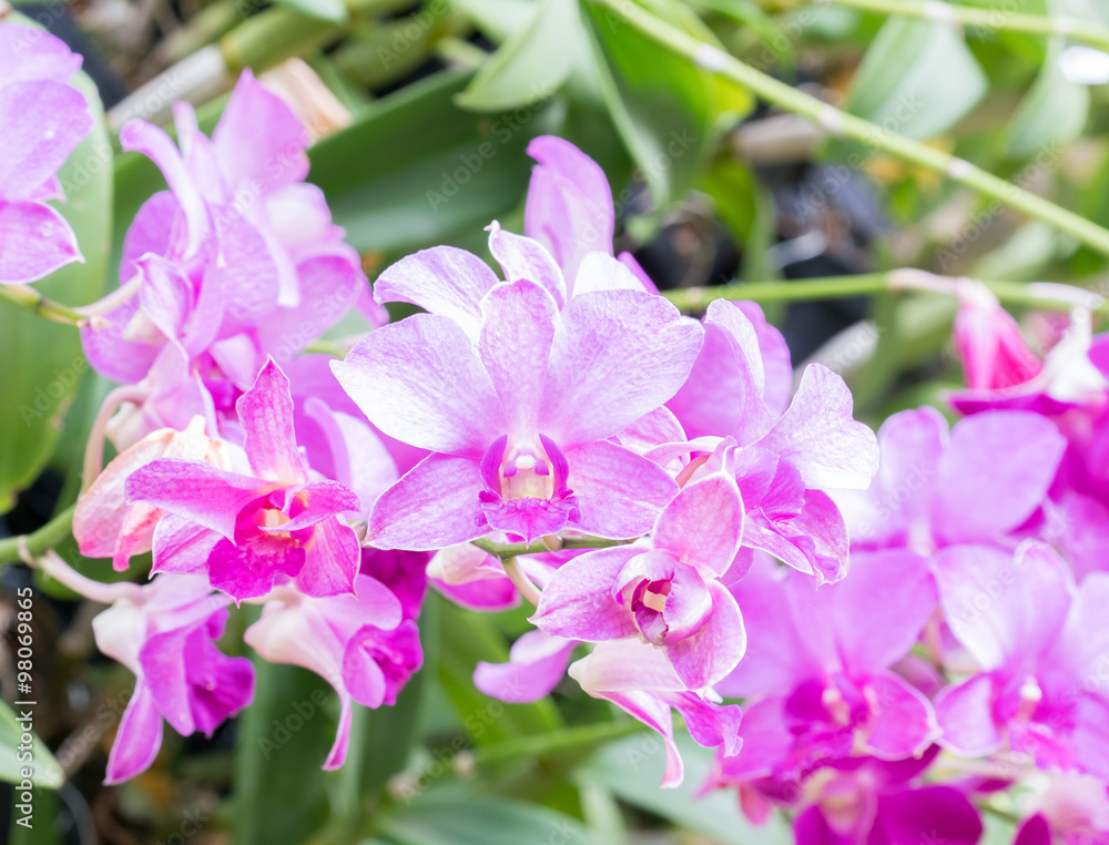orchid orchid