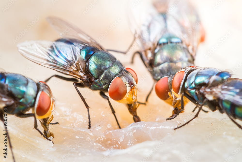 Ταπετσαρία Close up of many fly or bluebottle eating dried fish