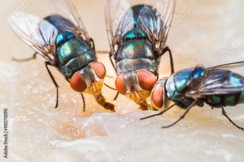 Close up of many fly or bluebottle eating dried fish