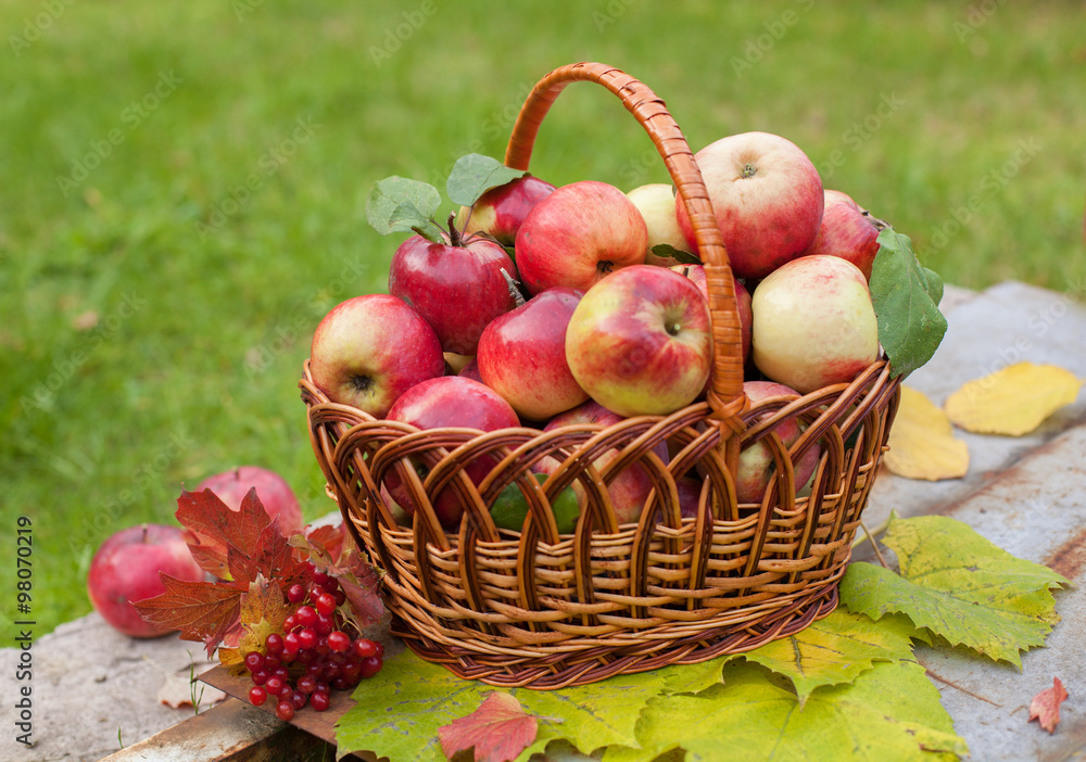 Basket with organic apples on the grass in the autumn orchard Basket with organic apples on the grass in the autumn orchard