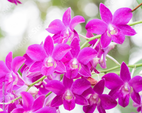 orchid © praphab144