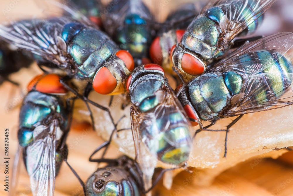 Close up of many fly or bluebottle eating dried fish