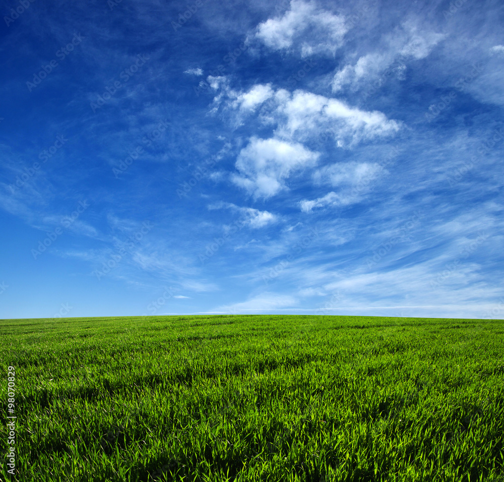 Obraz premium green field