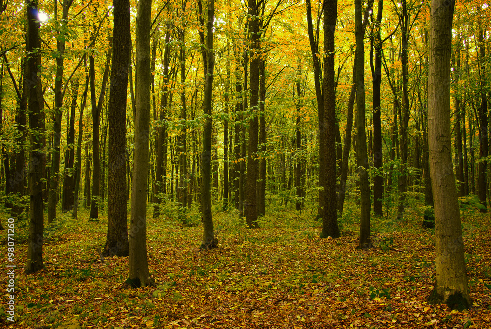 autumn trees