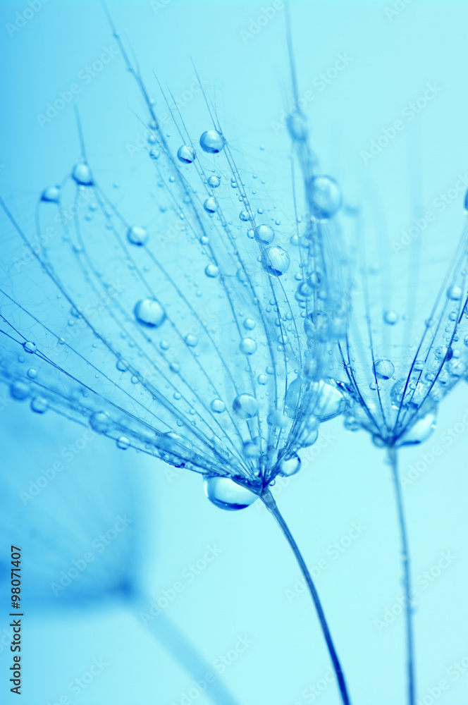 Obraz premium dandelion