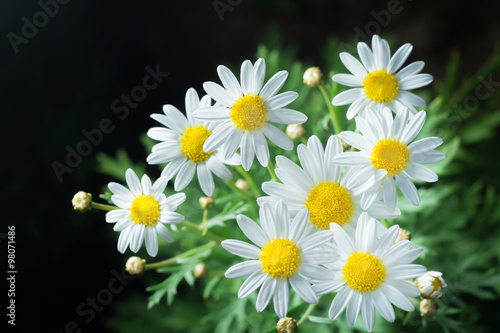 macro of beautiful white daisies flower in garden for texture ba