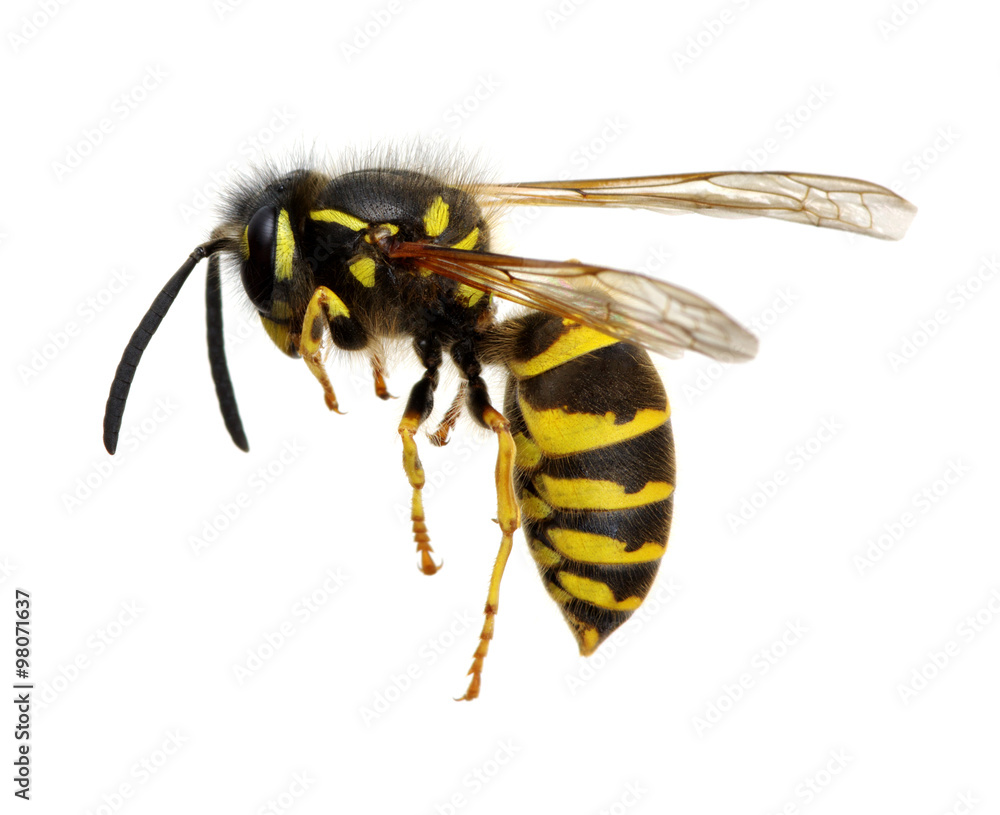 wasp wasp