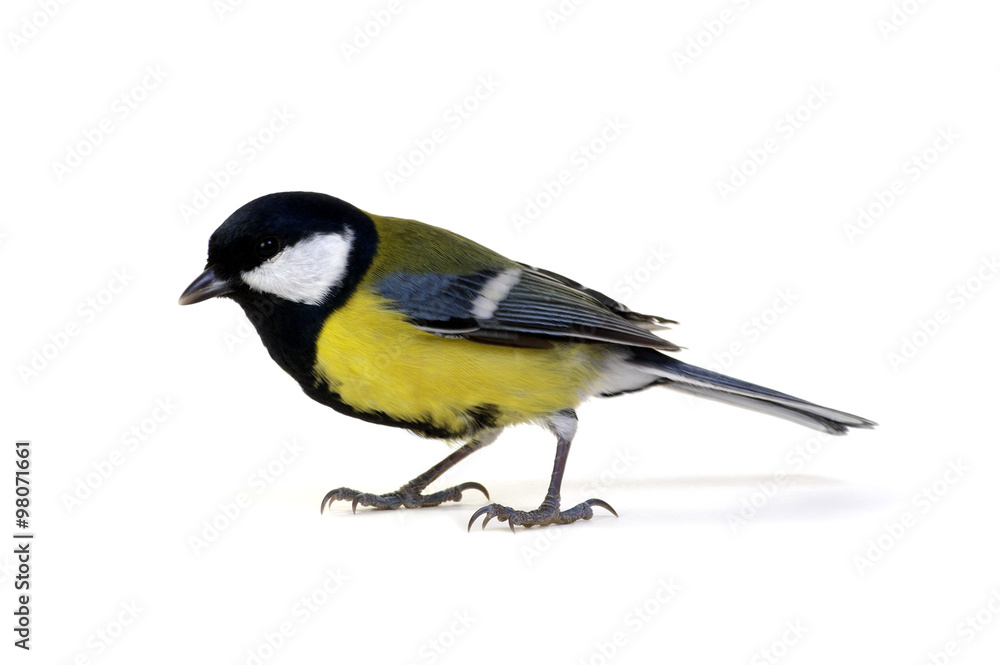 Naklejka premium great tit