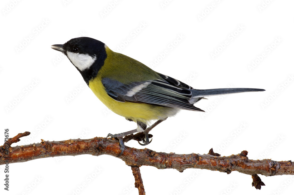 Fototapeta premium great tit