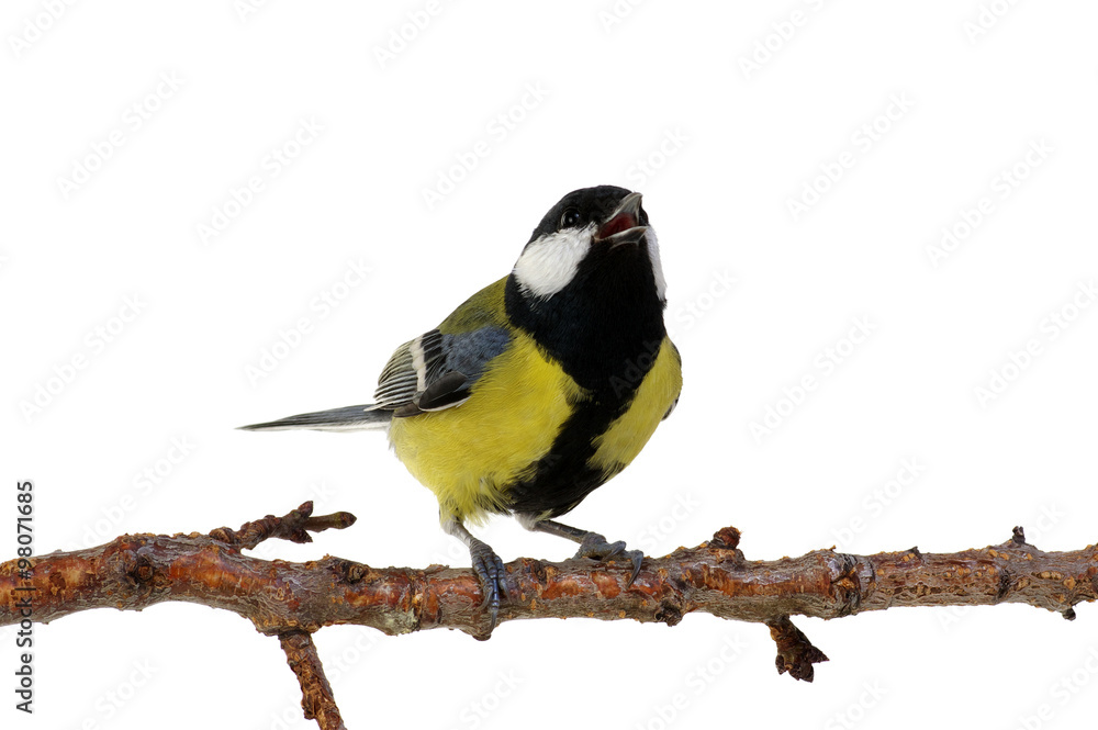 Fototapeta premium great tit