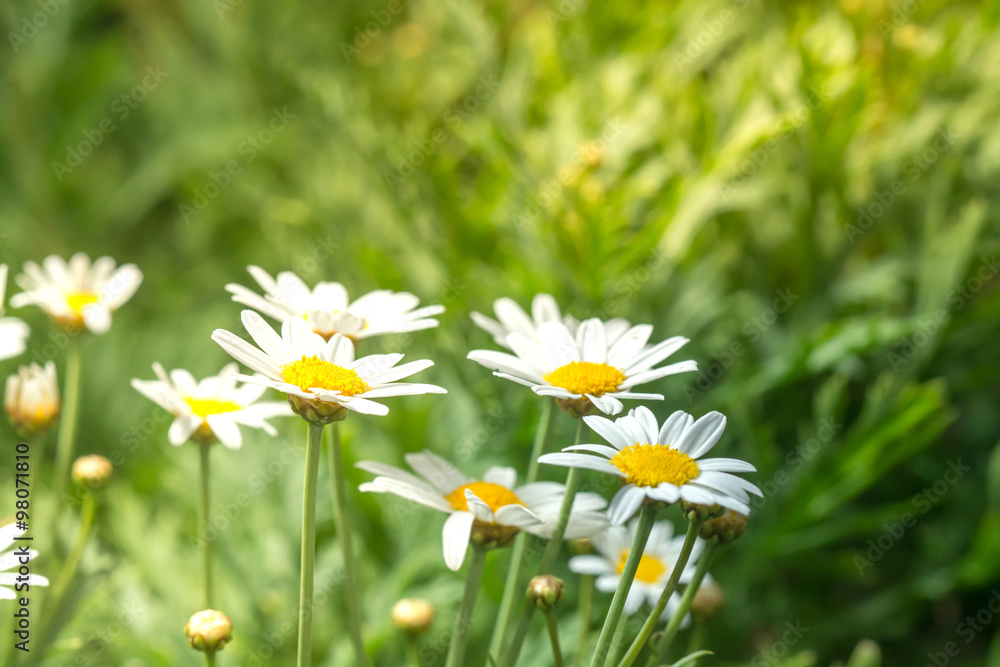 macro of beautiful white daisies flower in garden for texture ba macro of beautiful white daisies flower in garden for texture ba