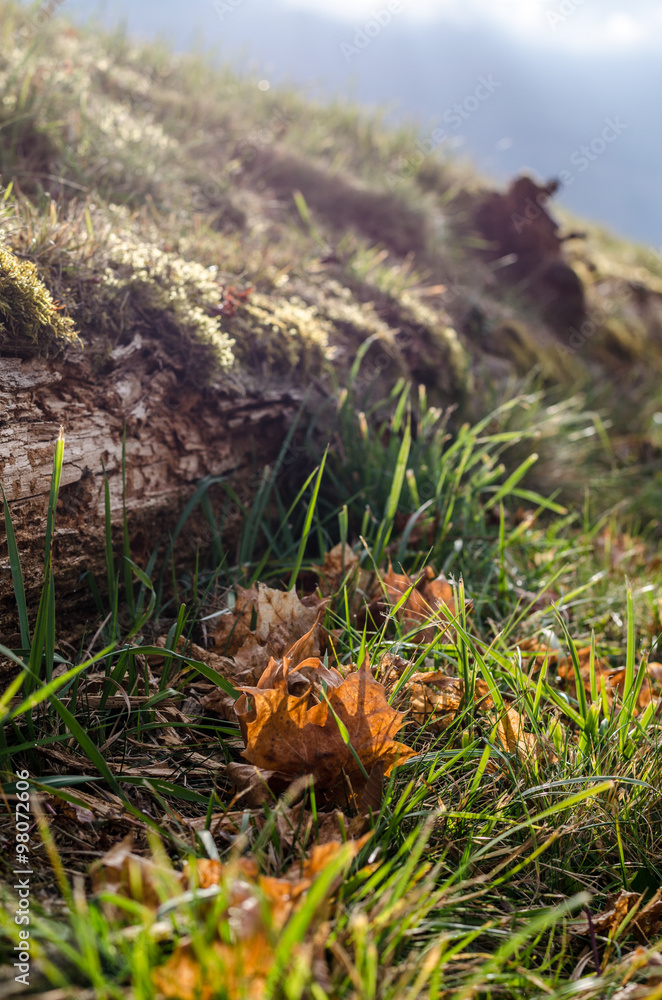Obraz premium Ahornblatt im Herbst im Gras