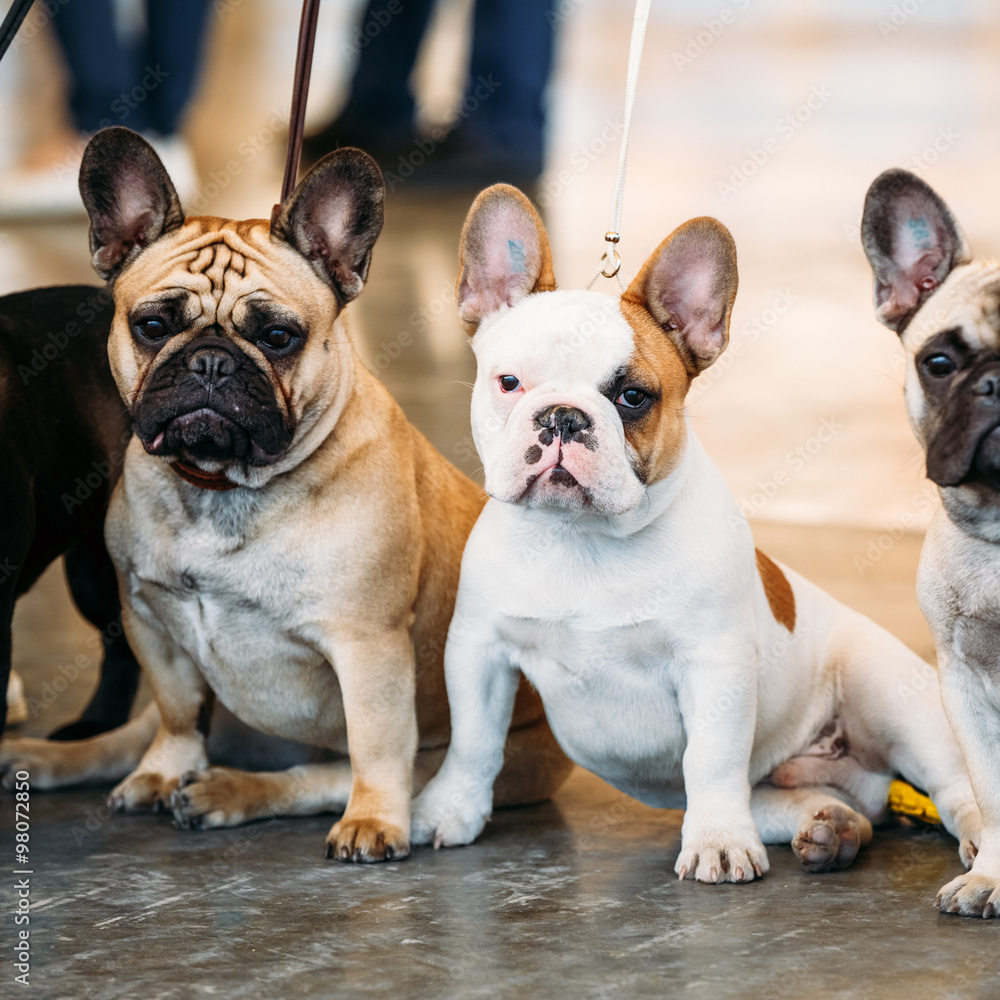 The French Bulldogs are different color next to each other