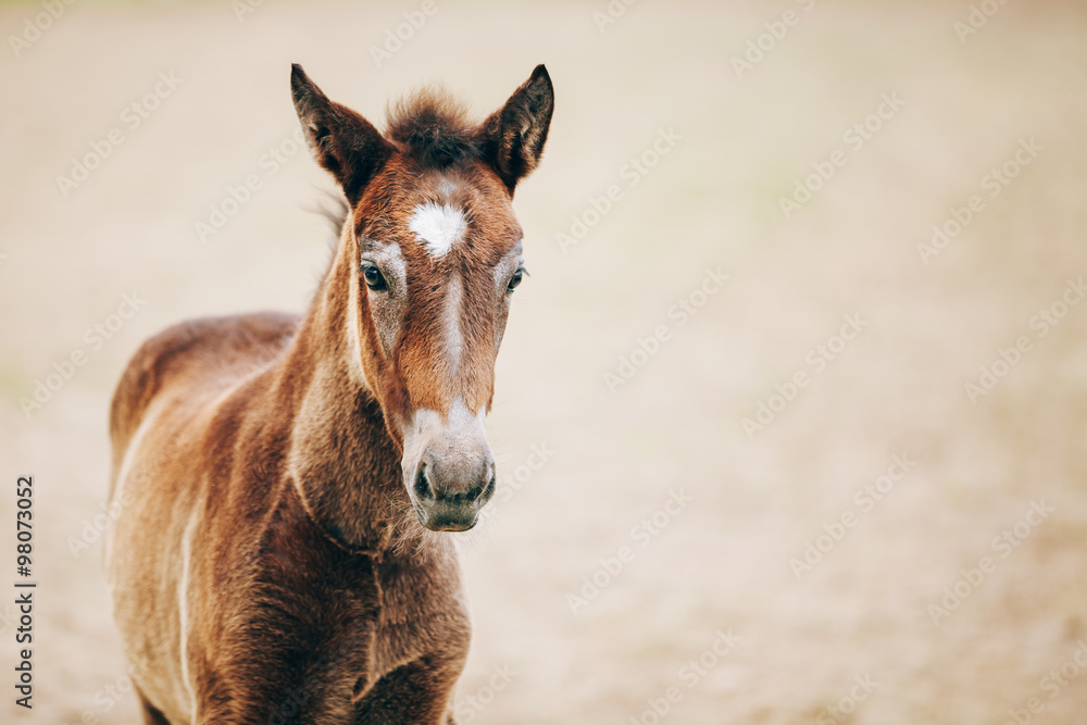 Close Up Portrait Of Brown Foal